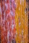 Sedona- Arizona. Cottonwood tree Art Print